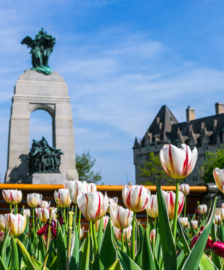 Red and White tulips in front of the National War Memorial in Ottawa, Ontario